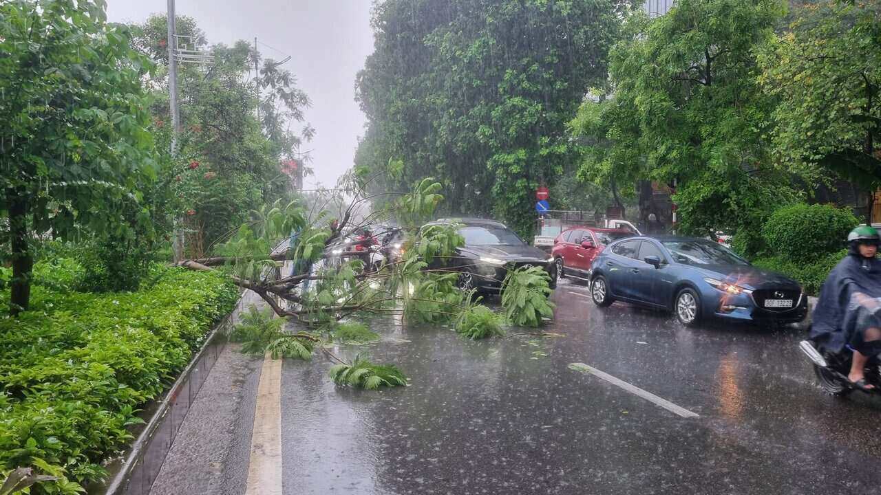 Sét đánh đổ cây